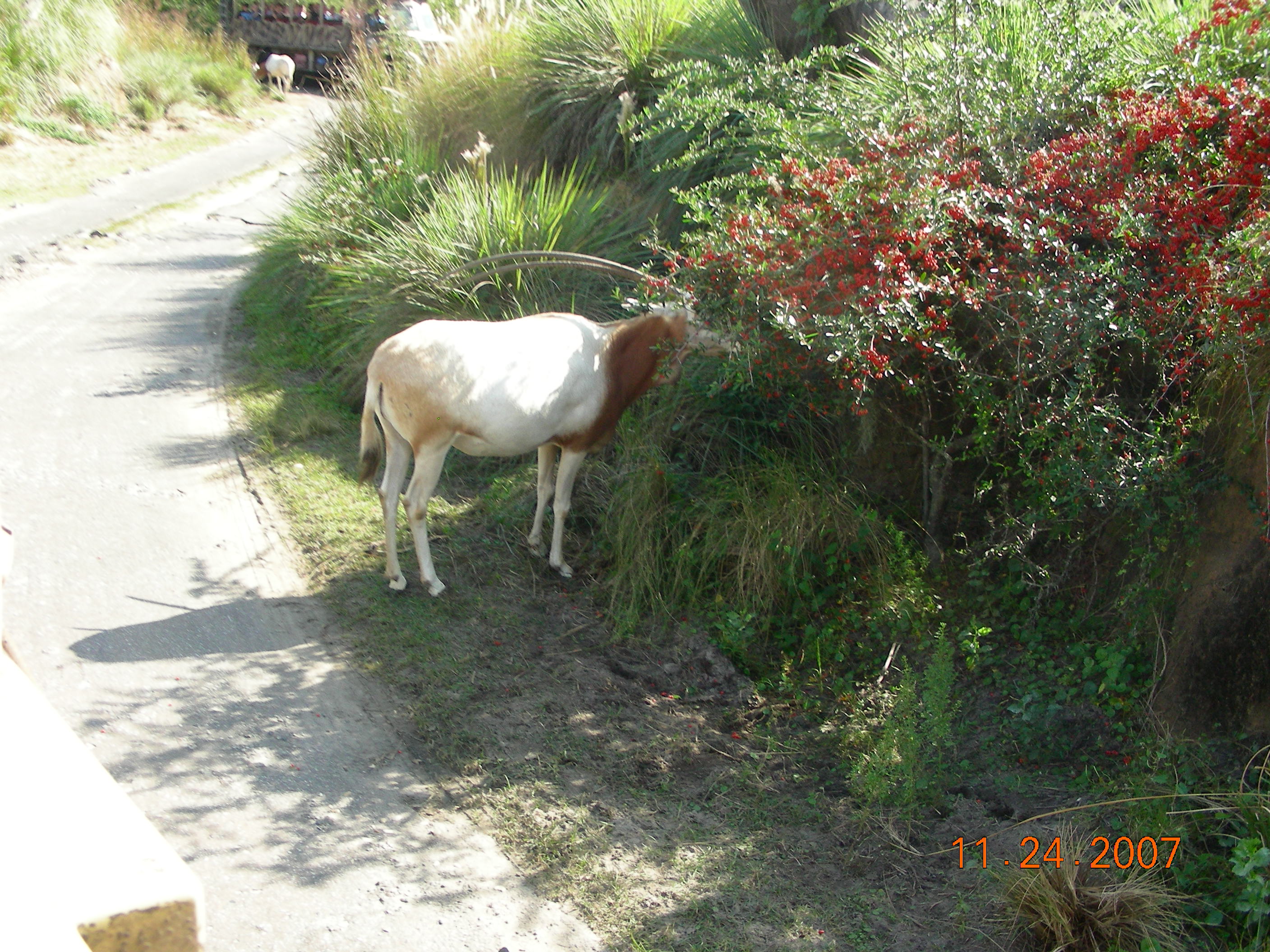 ./2007/Disney World/DSCN1849.JPG